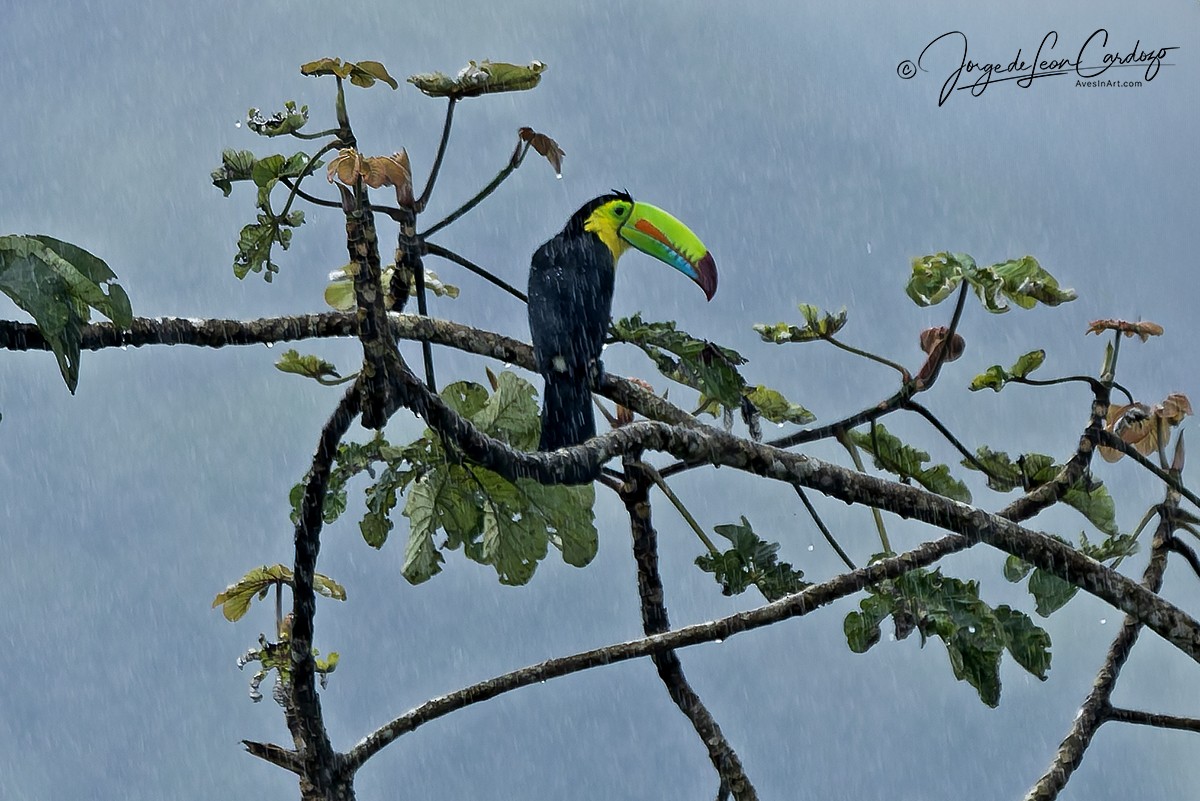 Радужный тукан - ML646260512