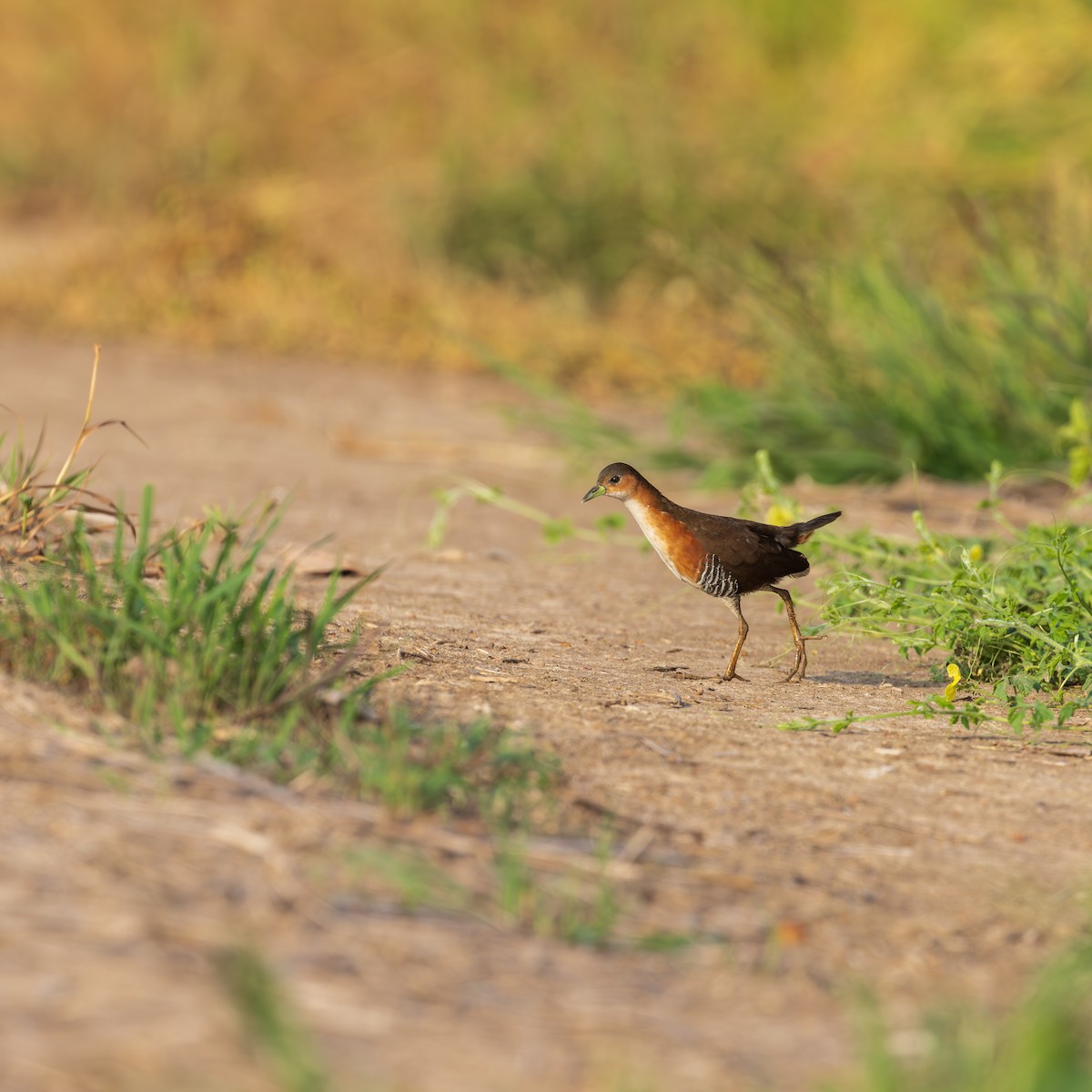 Rufous-sided Crake - ML646260517