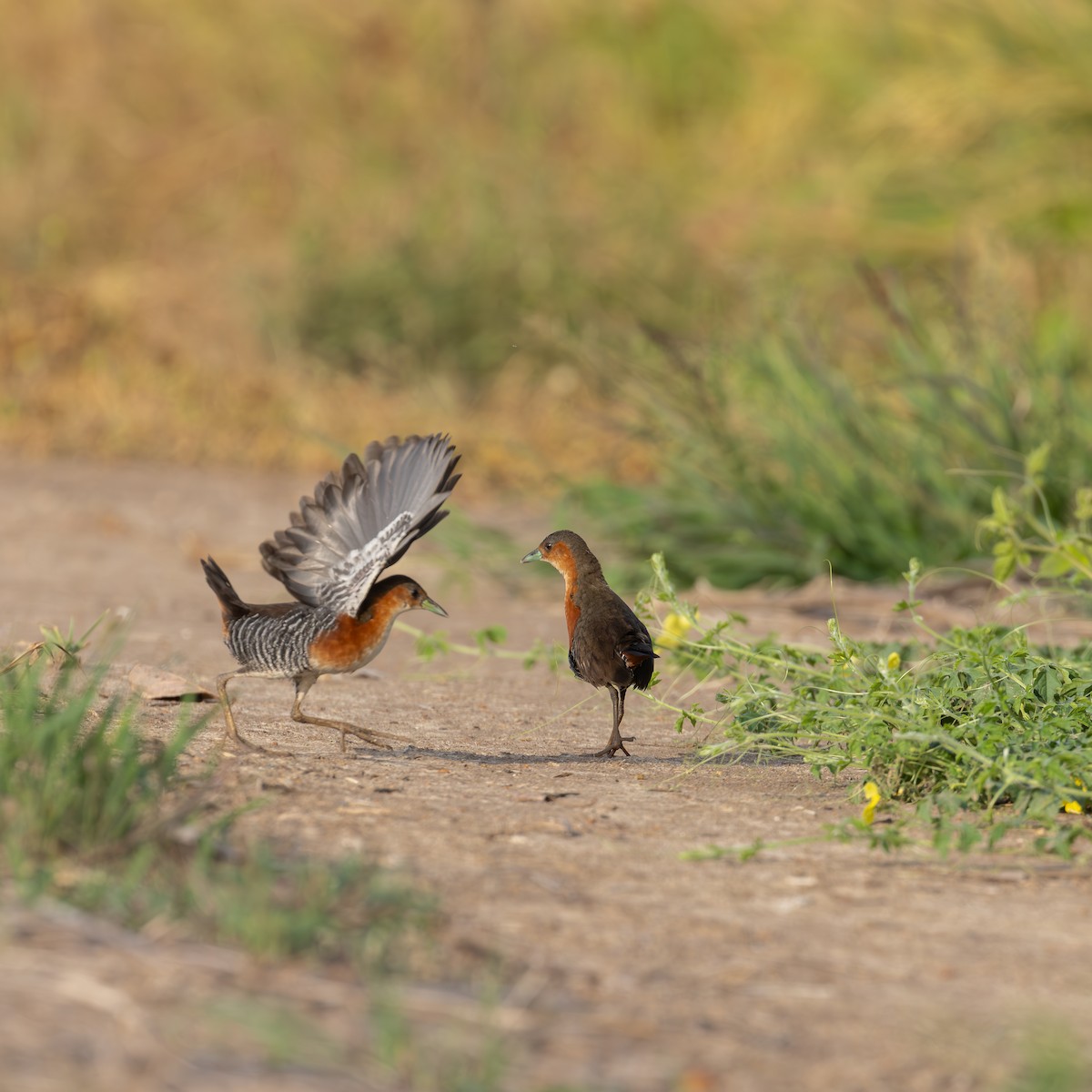 Rufous-sided Crake - ML646260519