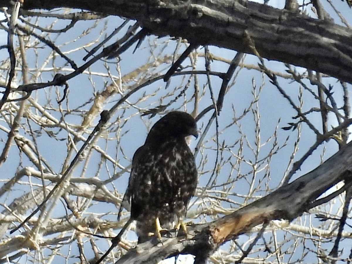Red-tailed Hawk - ML646260531
