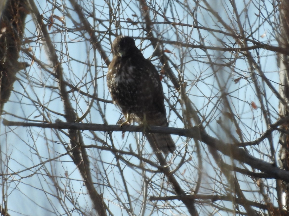 Red-tailed Hawk - ML646260533