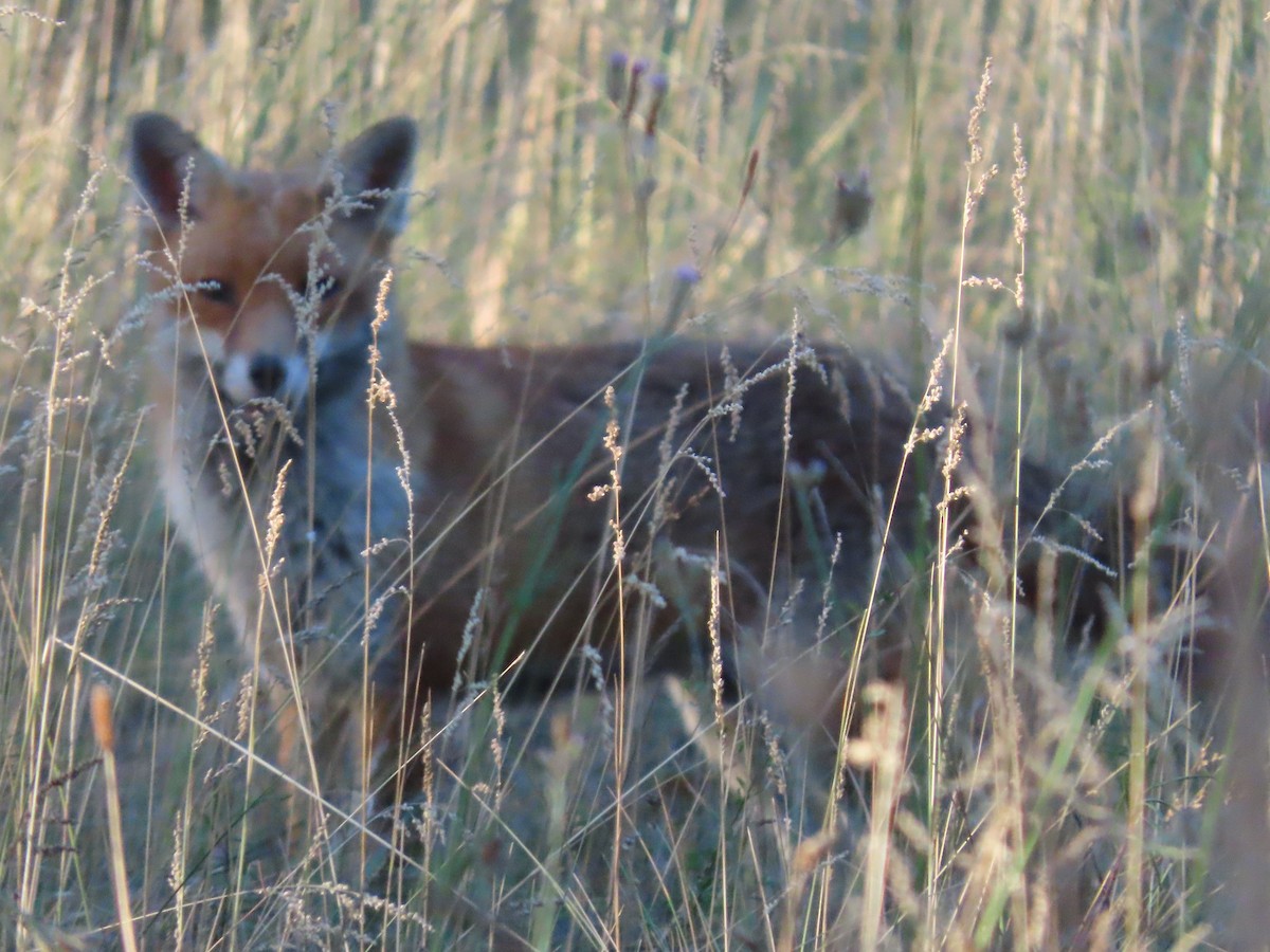 Red Fox - ML646260537