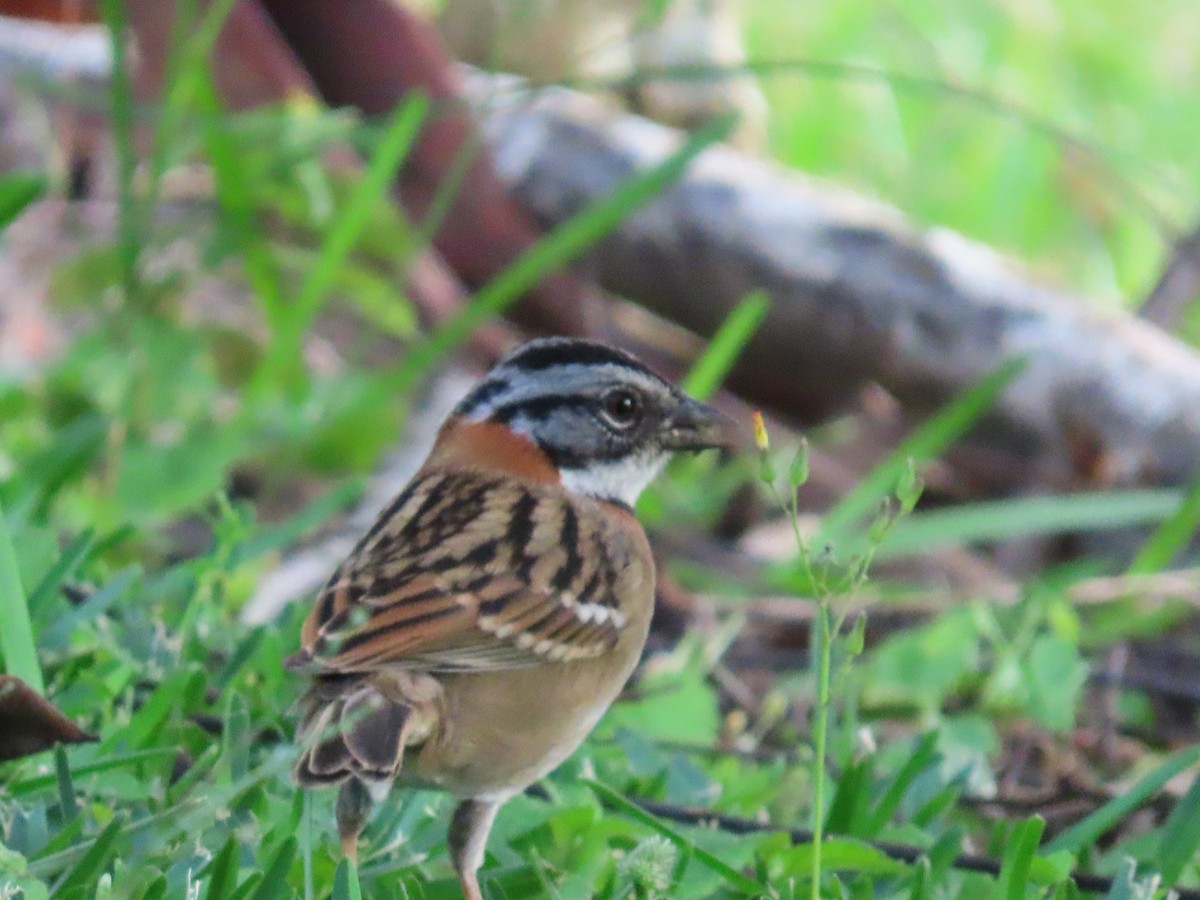 Rufous-collared Sparrow - ML646260540