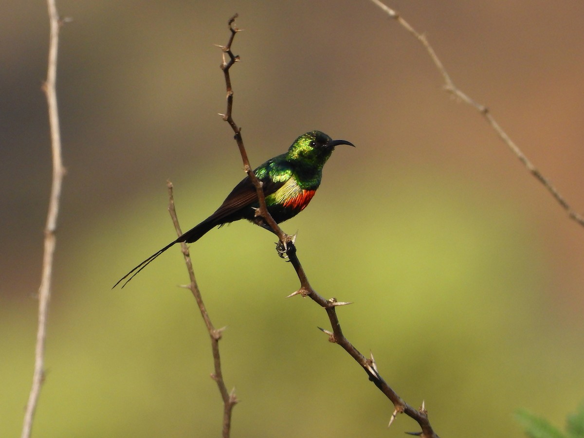 Beautiful Sunbird - ML646260546