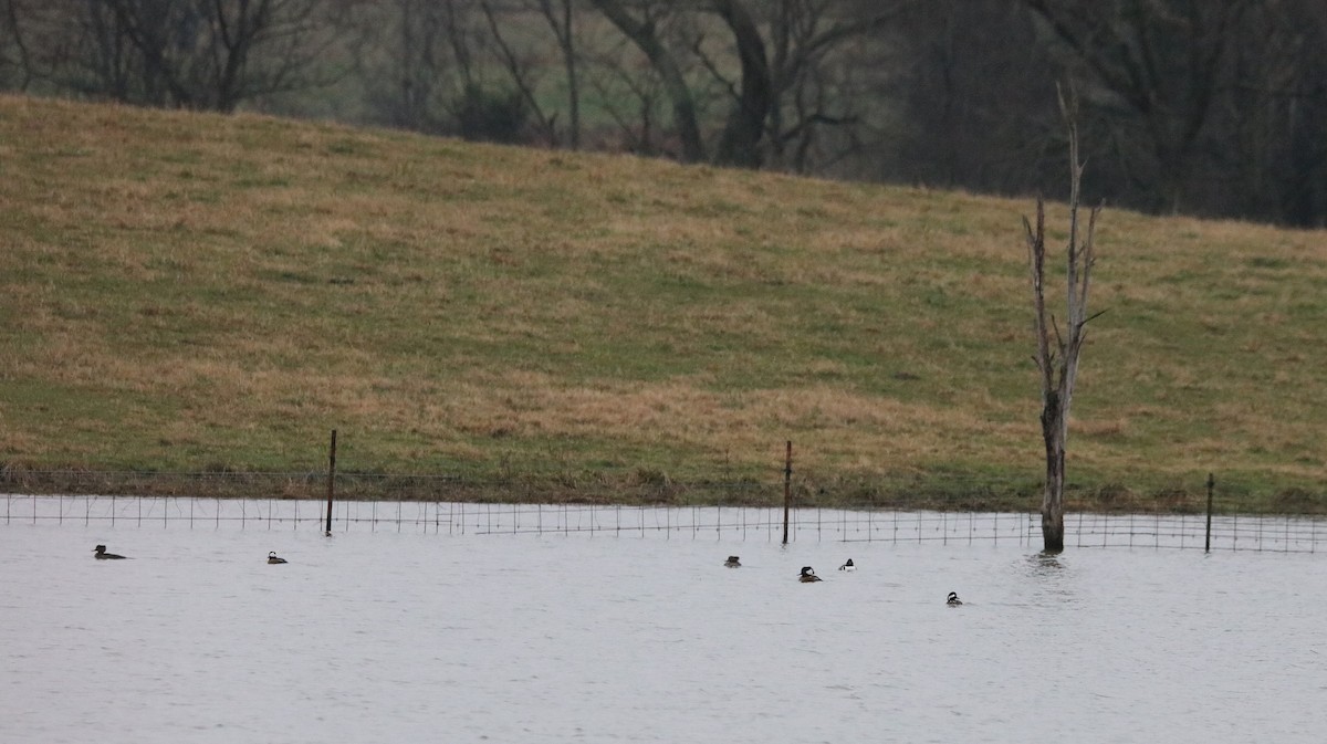 Hooded Merganser - ML646260549