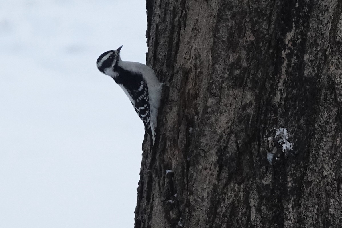 Downy Woodpecker - ML646260552