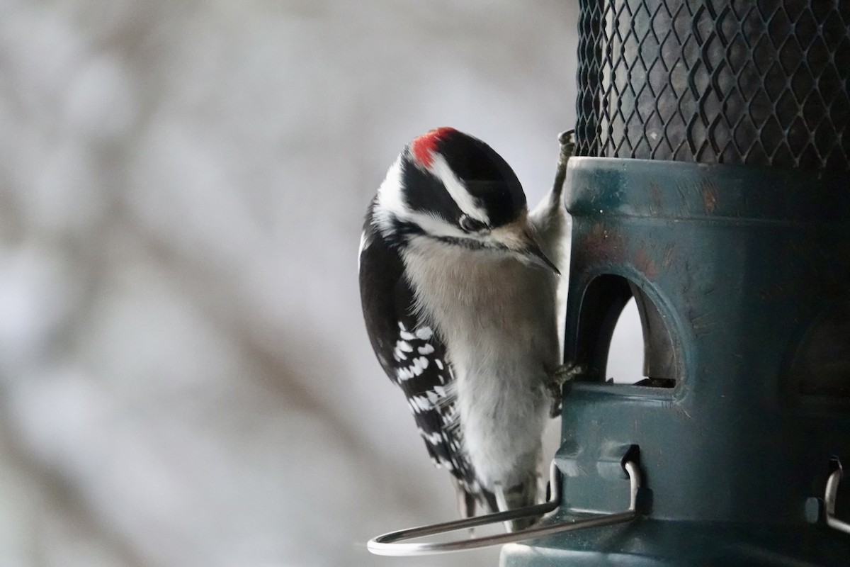 Downy Woodpecker - ML646260553