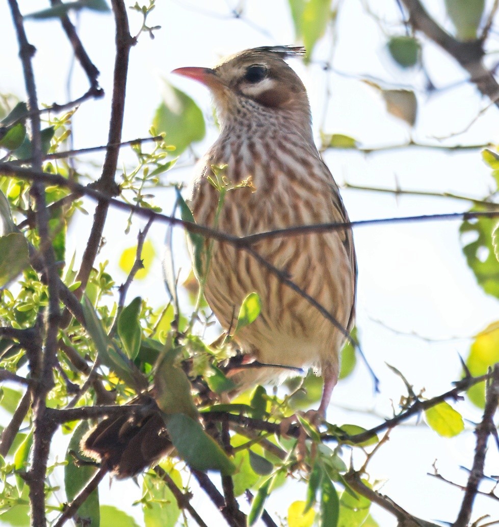 Lark-like Brushrunner - ML646260565