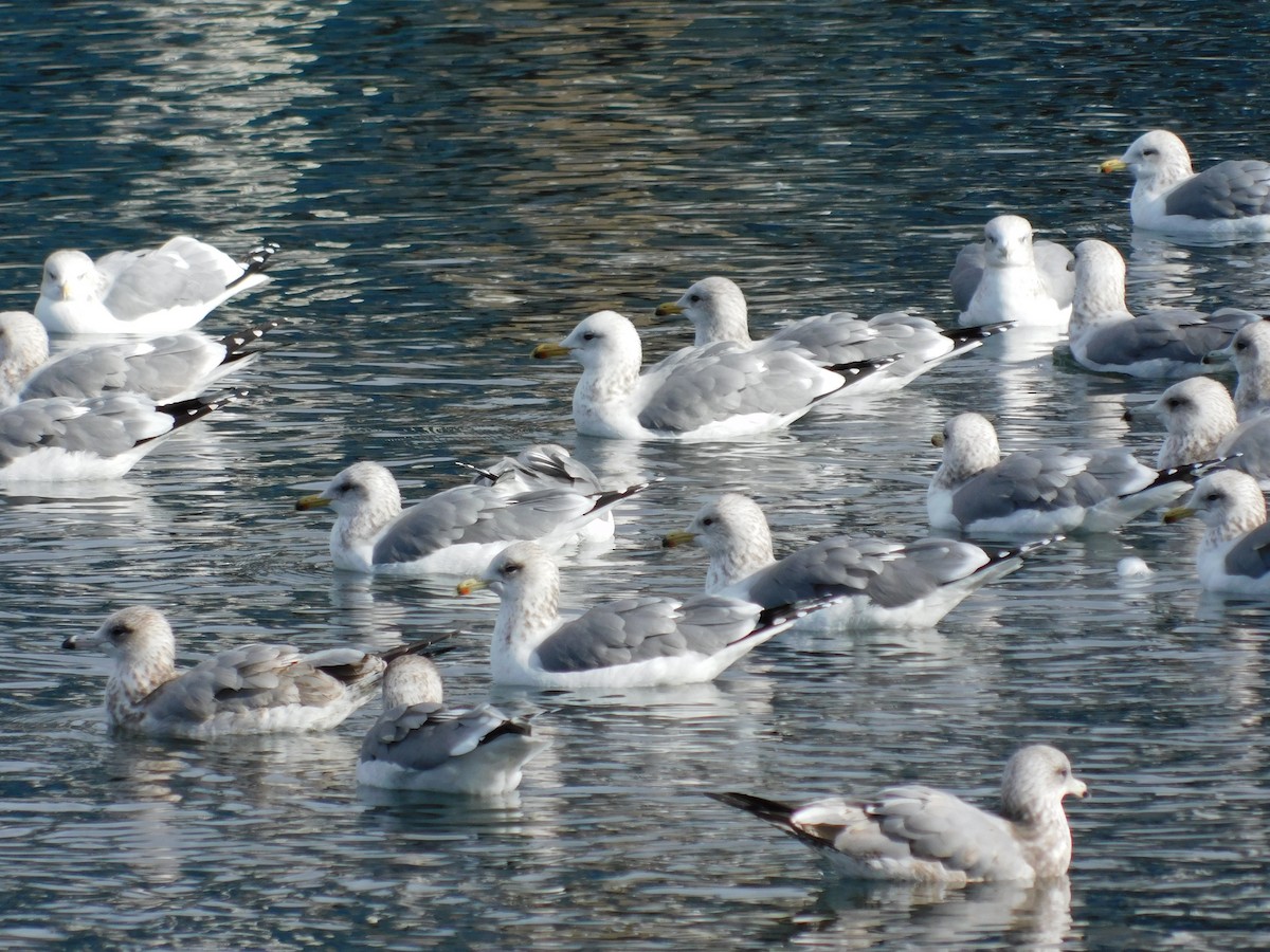 California Gull - ML646260567