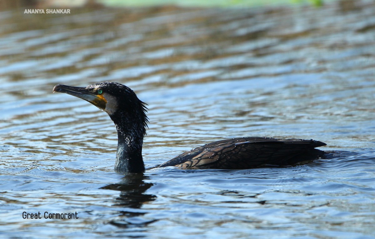 kormorán velký - ML646260575