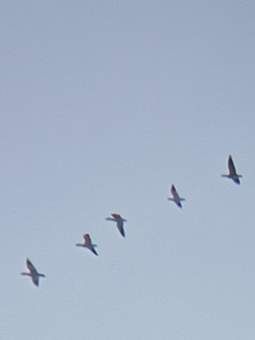 Ross's Goose - ML646260576