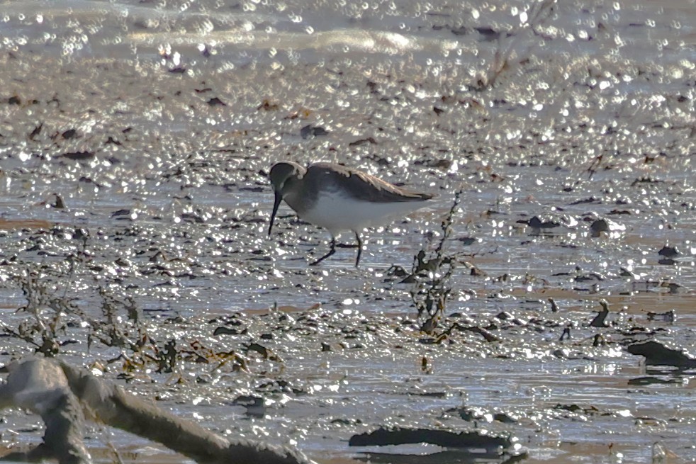 Dunlin - ML646260578