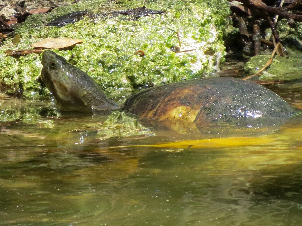 Striped Mud Turtle - ML646260579