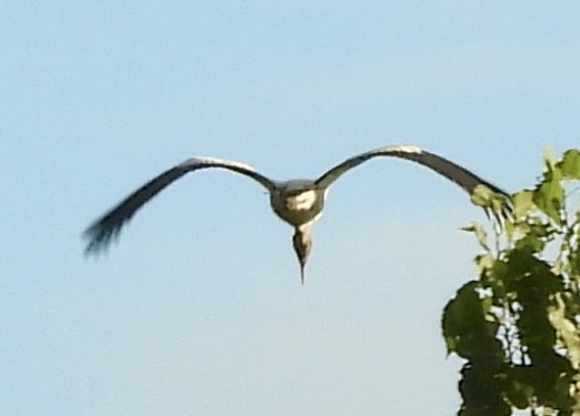 Wood Stork - ML646260595