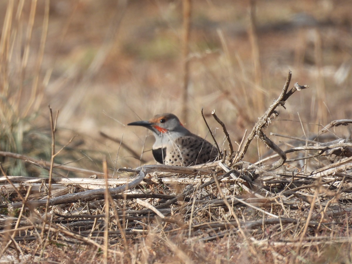 Northern Flicker - ML646260612
