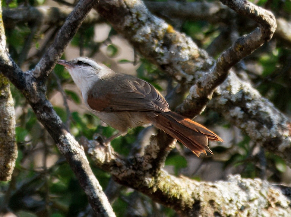 Stripe-crowned Spinetail - ML646260649