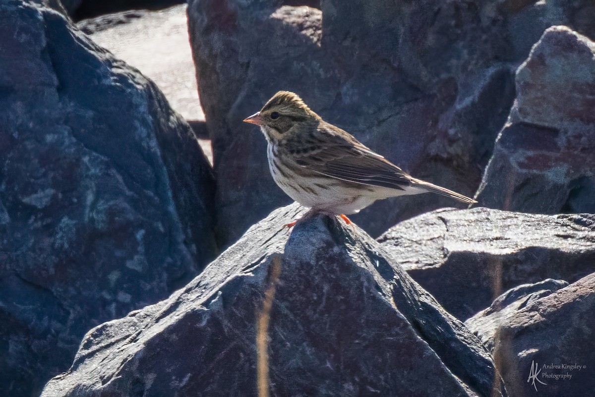 Savannah Sparrow - ML646260650
