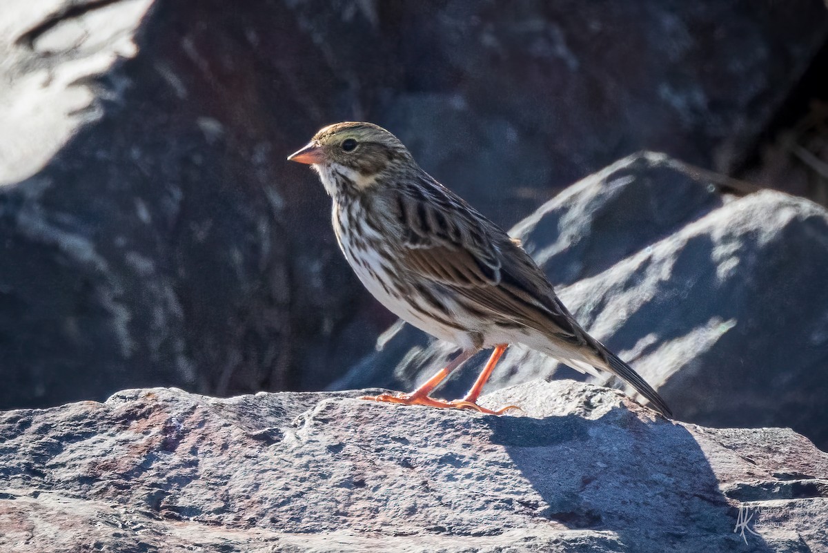 Savannah Sparrow - ML646260651