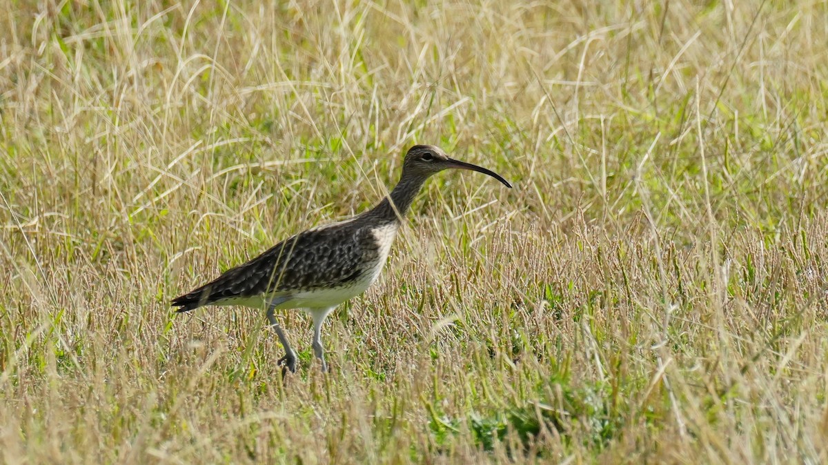 Eurasian Whimbrel - ML646260653