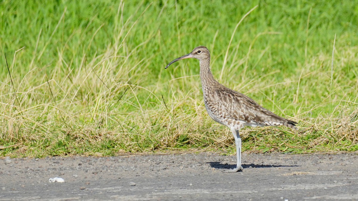 Eurasian Whimbrel - ML646260654
