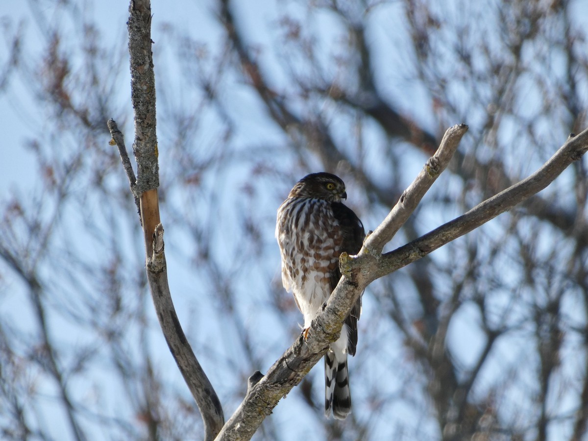 Sharp-shinned Hawk - ML646260659