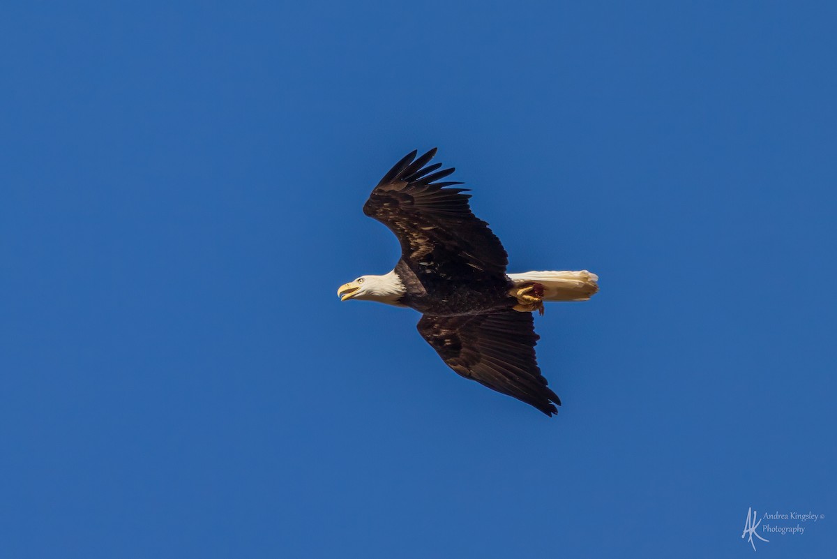 Bald Eagle - ML646260664