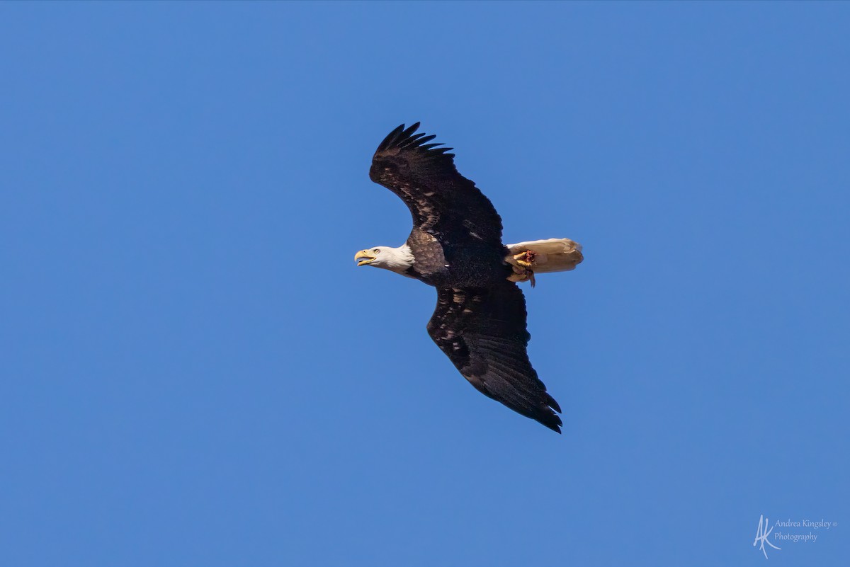 Bald Eagle - ML646260665