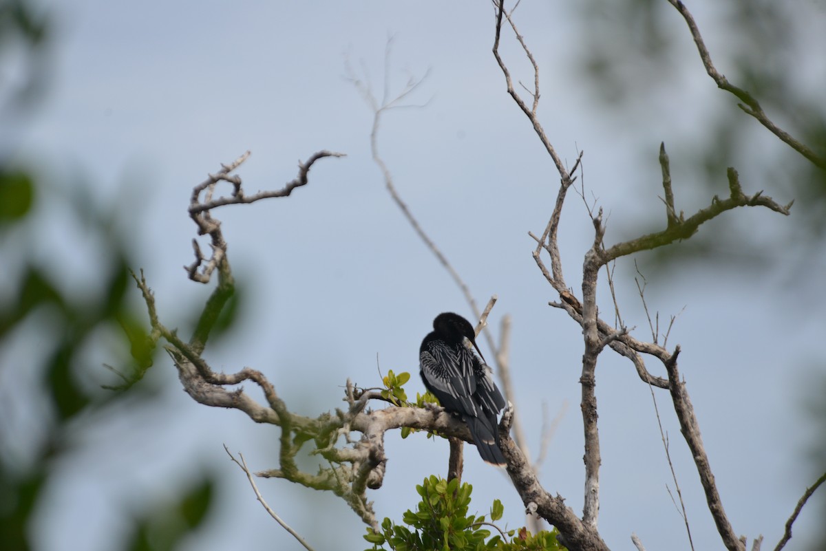 Anhinga - ML646260666