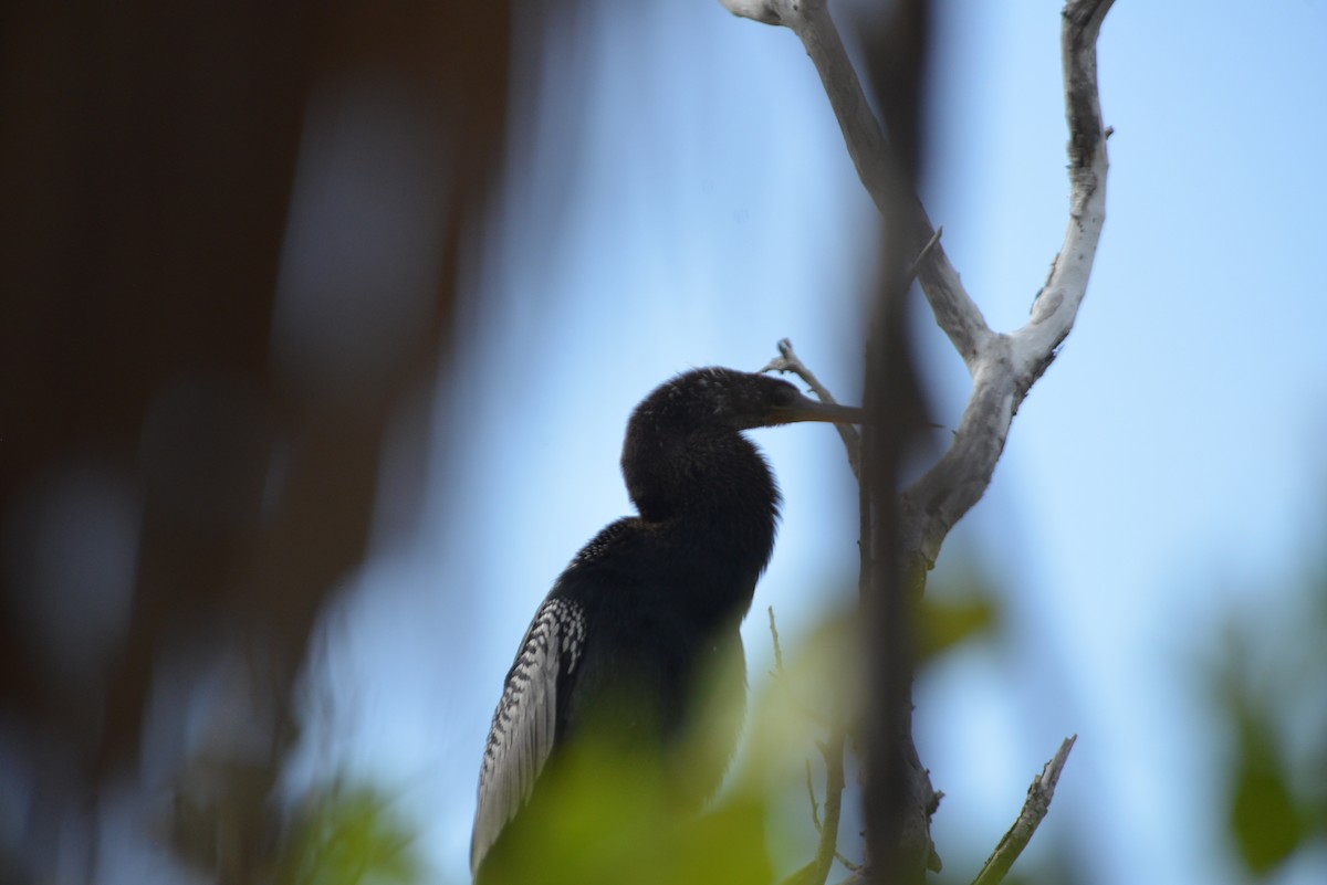 Anhinga - ML646260667