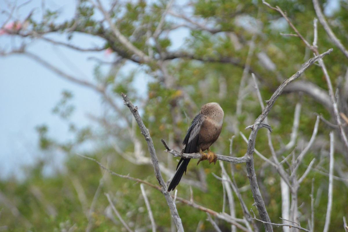 Anhinga - ML646260668