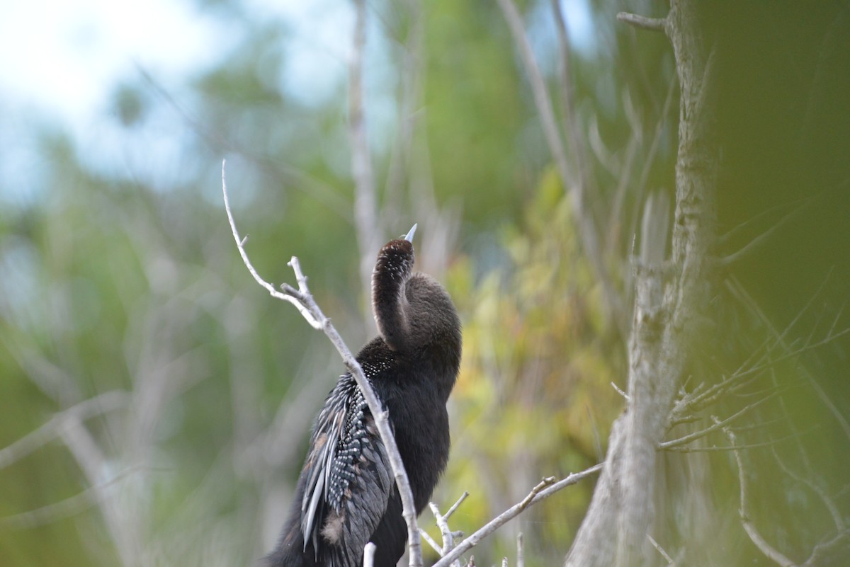 Anhinga - ML646260669