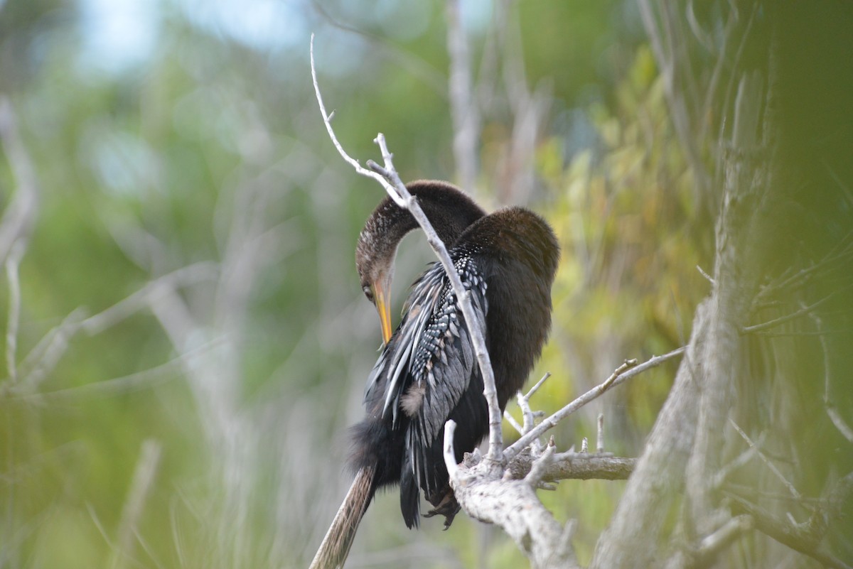 Anhinga - ML646260670