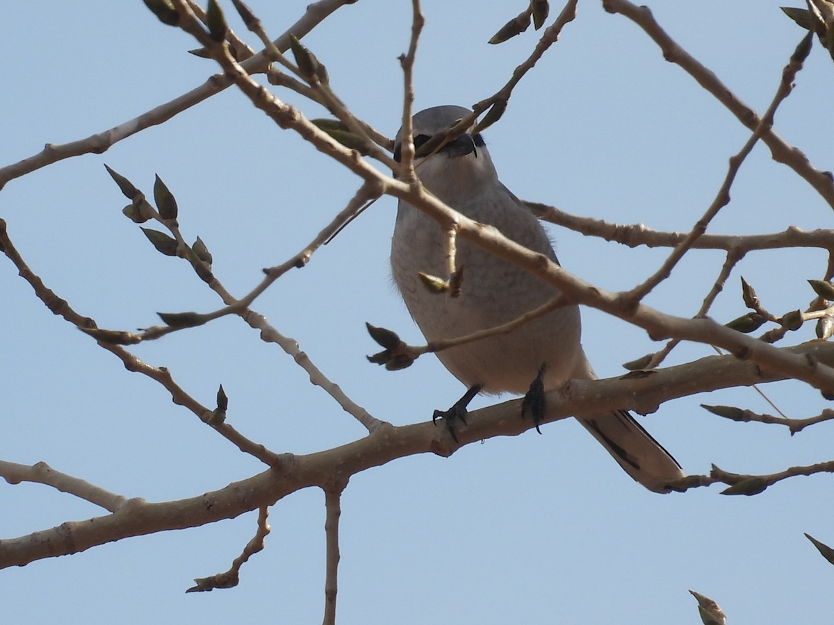 Antzandobi boreala - ML646260671