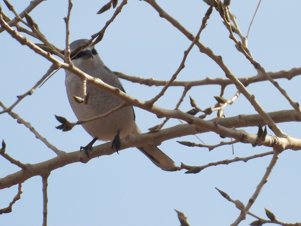 Antzandobi boreala - ML646260672