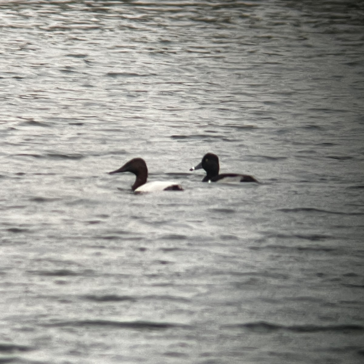 帆背潛鴨 - ML646260673