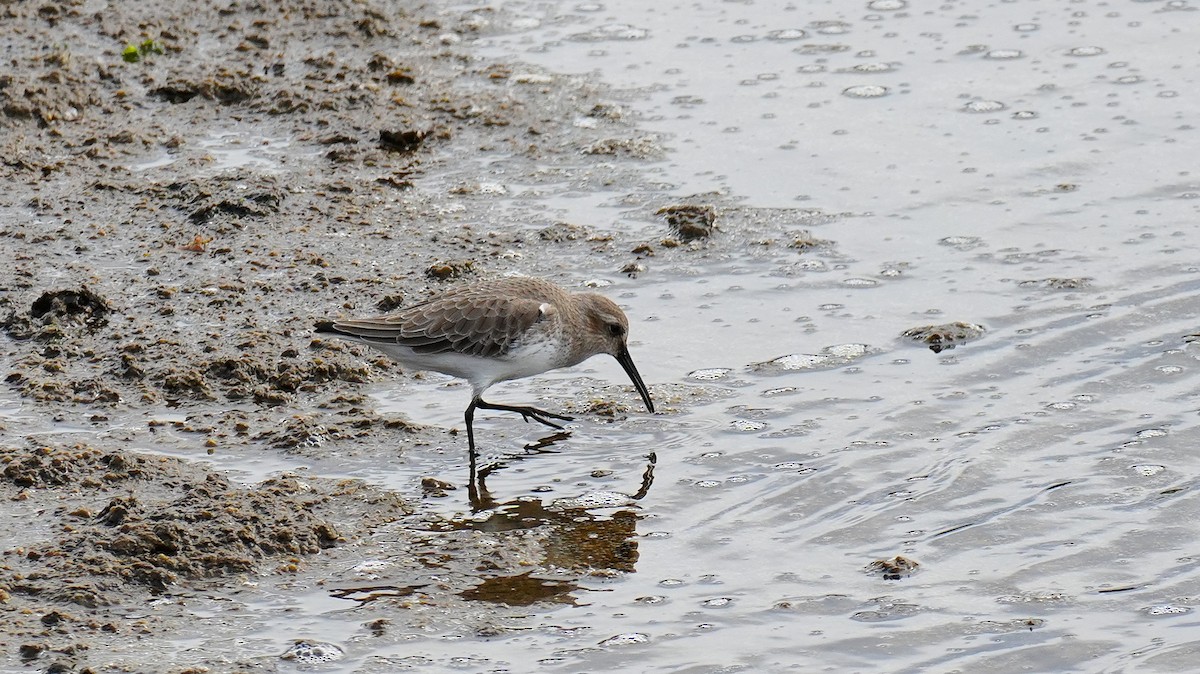 Dunlin - ML646260681