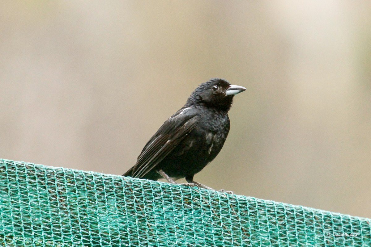 White-lined Tanager - ML646260682