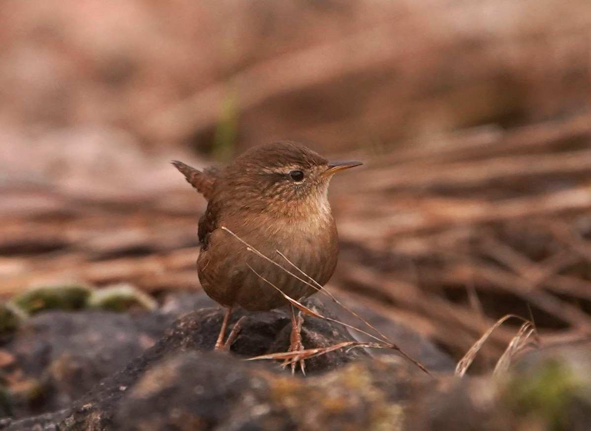 鷦鷯 - ML646260684