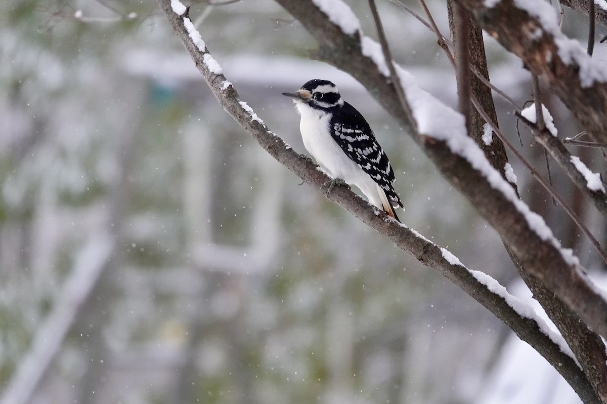 Hairy Woodpecker - ML646260685