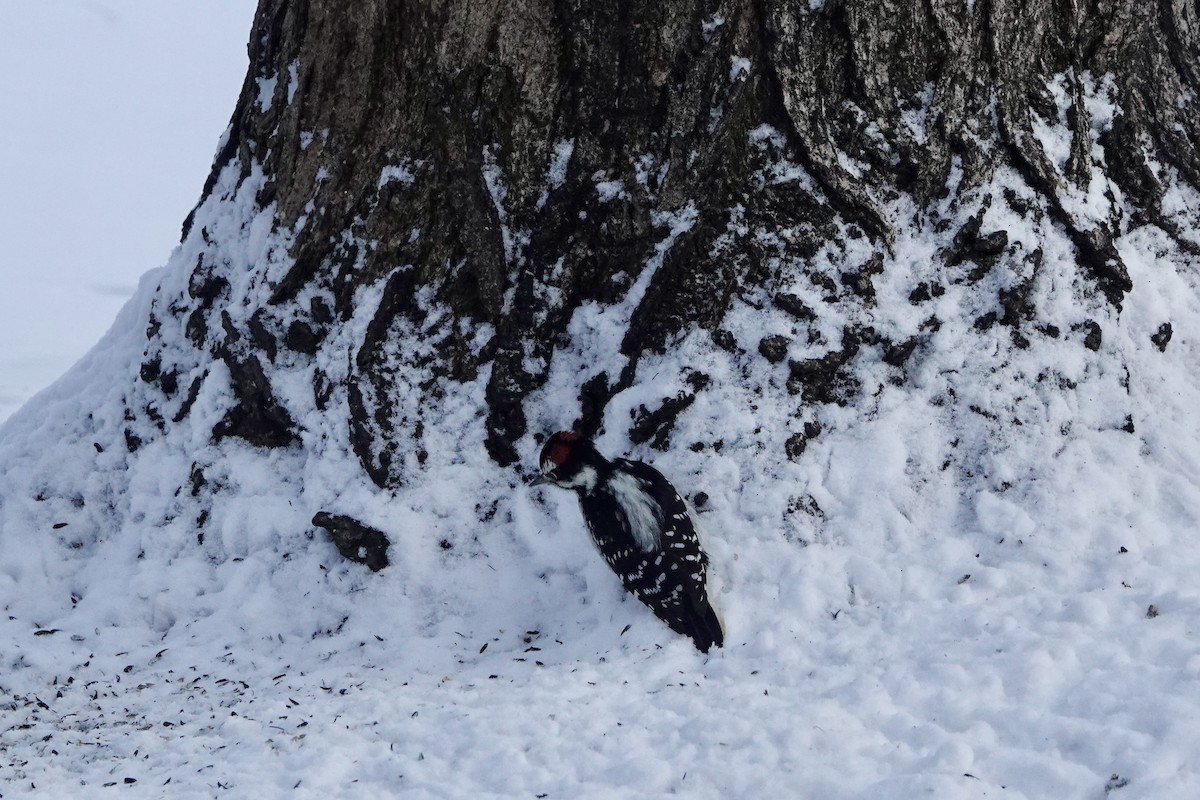 Hairy Woodpecker - ML646260686
