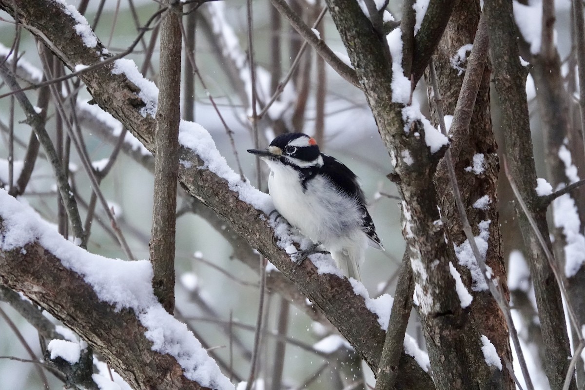 Hairy Woodpecker - ML646260690