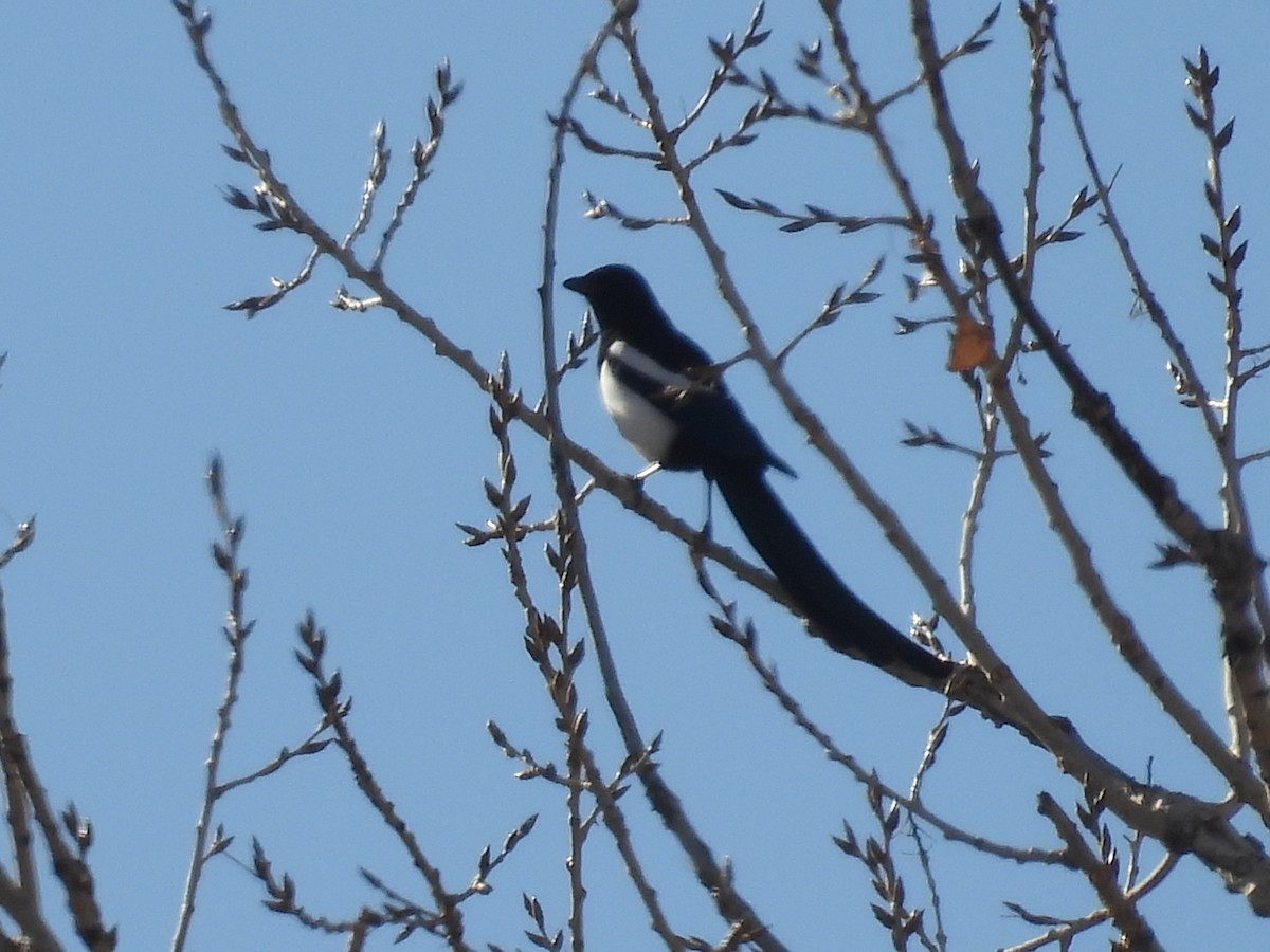 Black-billed Magpie - ML646260694