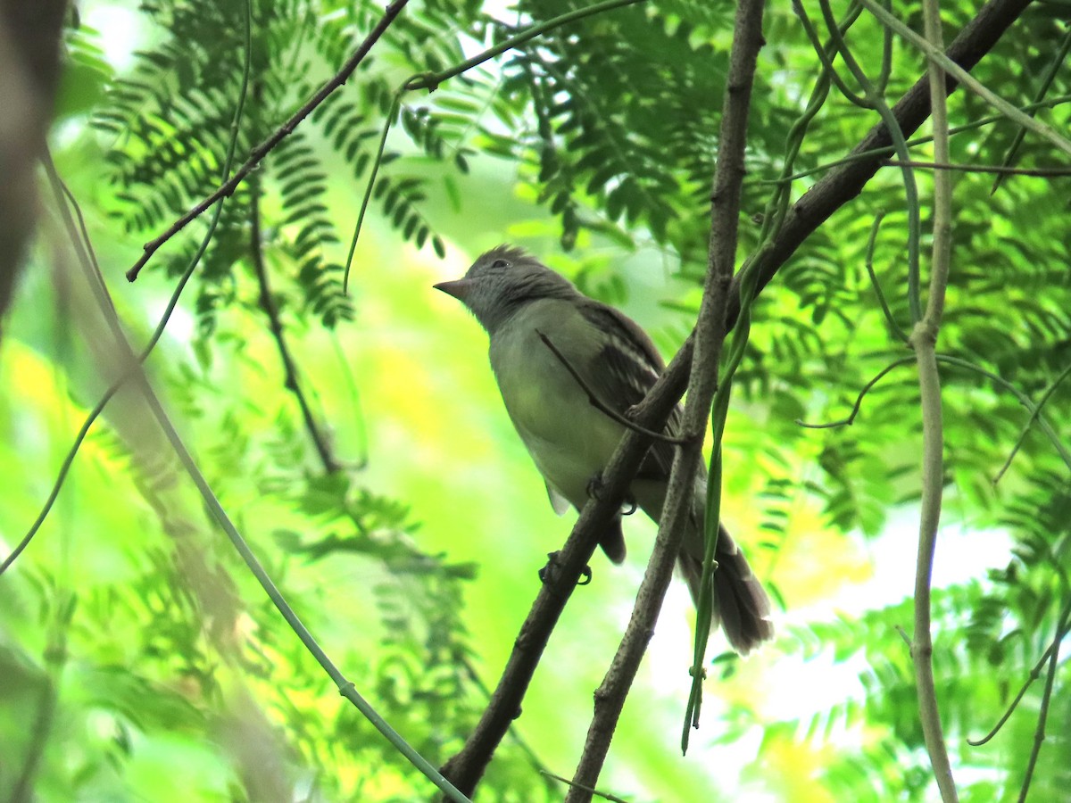 Желтобрюхая эления - ML646260702