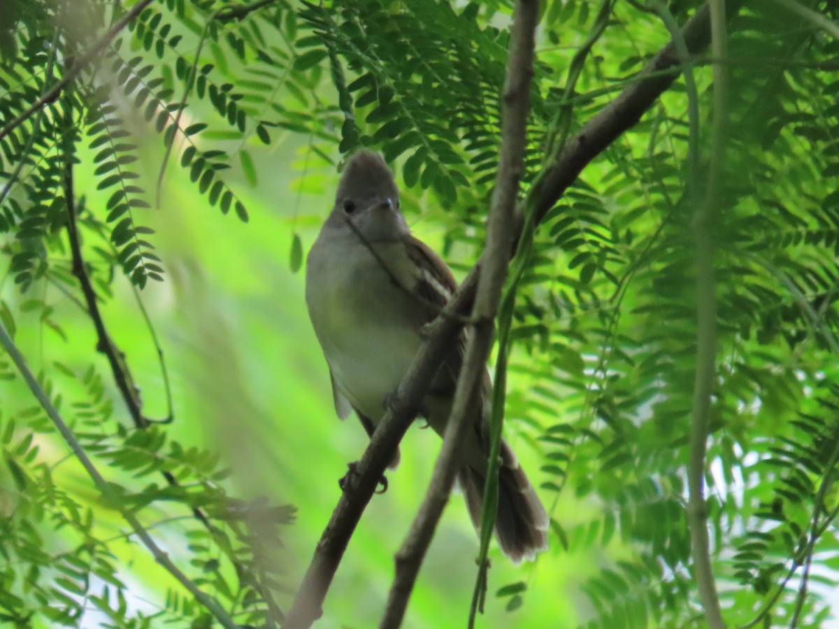 gulbukelenia - ML646260705