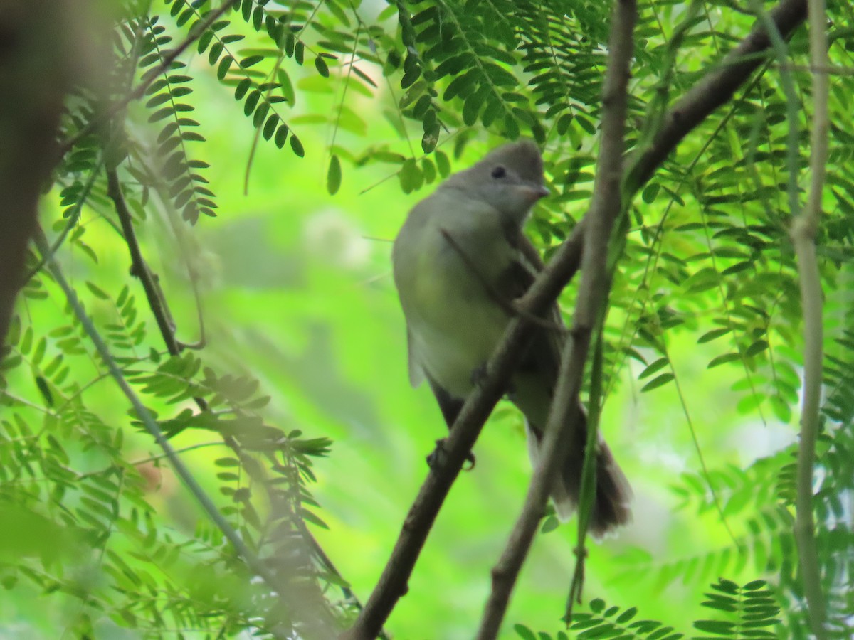 gulbukelenia - ML646260709