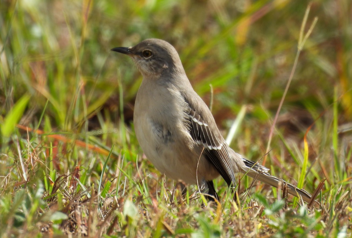 sangspottefugl - ML646260710