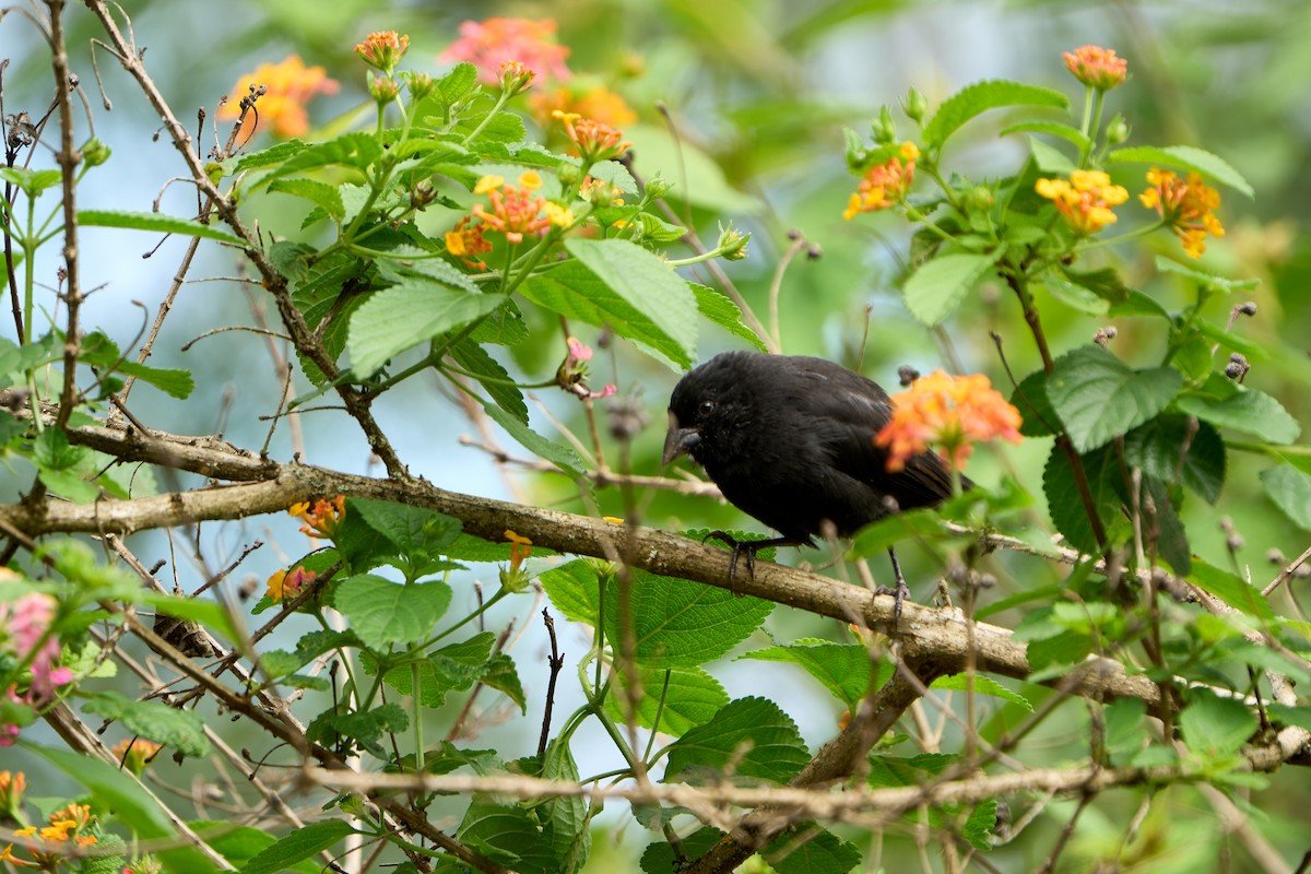 småjordspurv - ML646260712