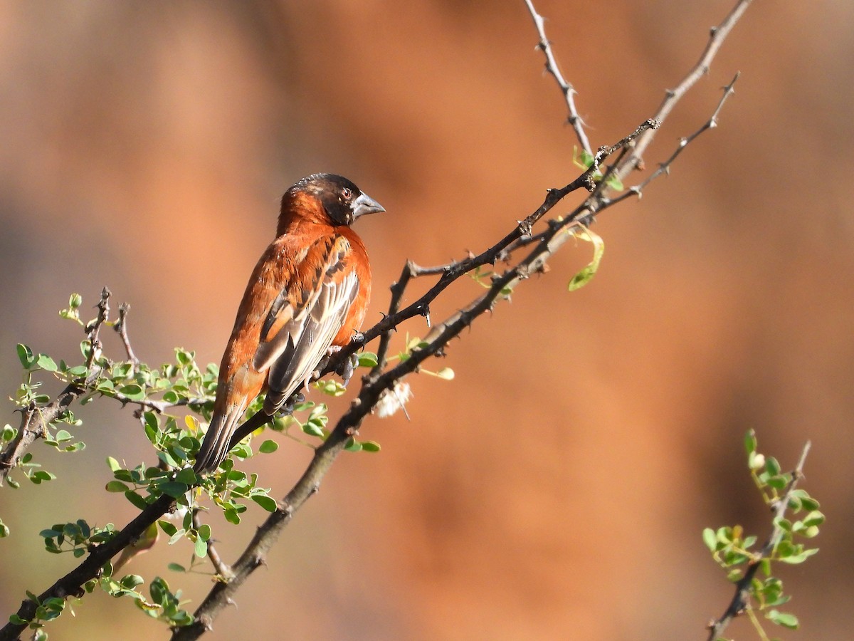 kastanjevever - ML646260714