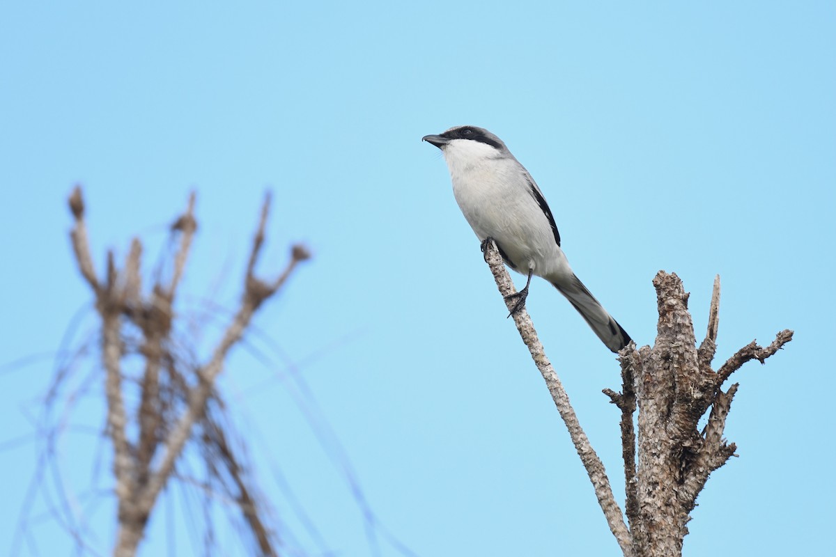 amerikavarsler - ML646260717