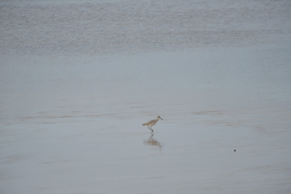 willetsnipe - ML646260718